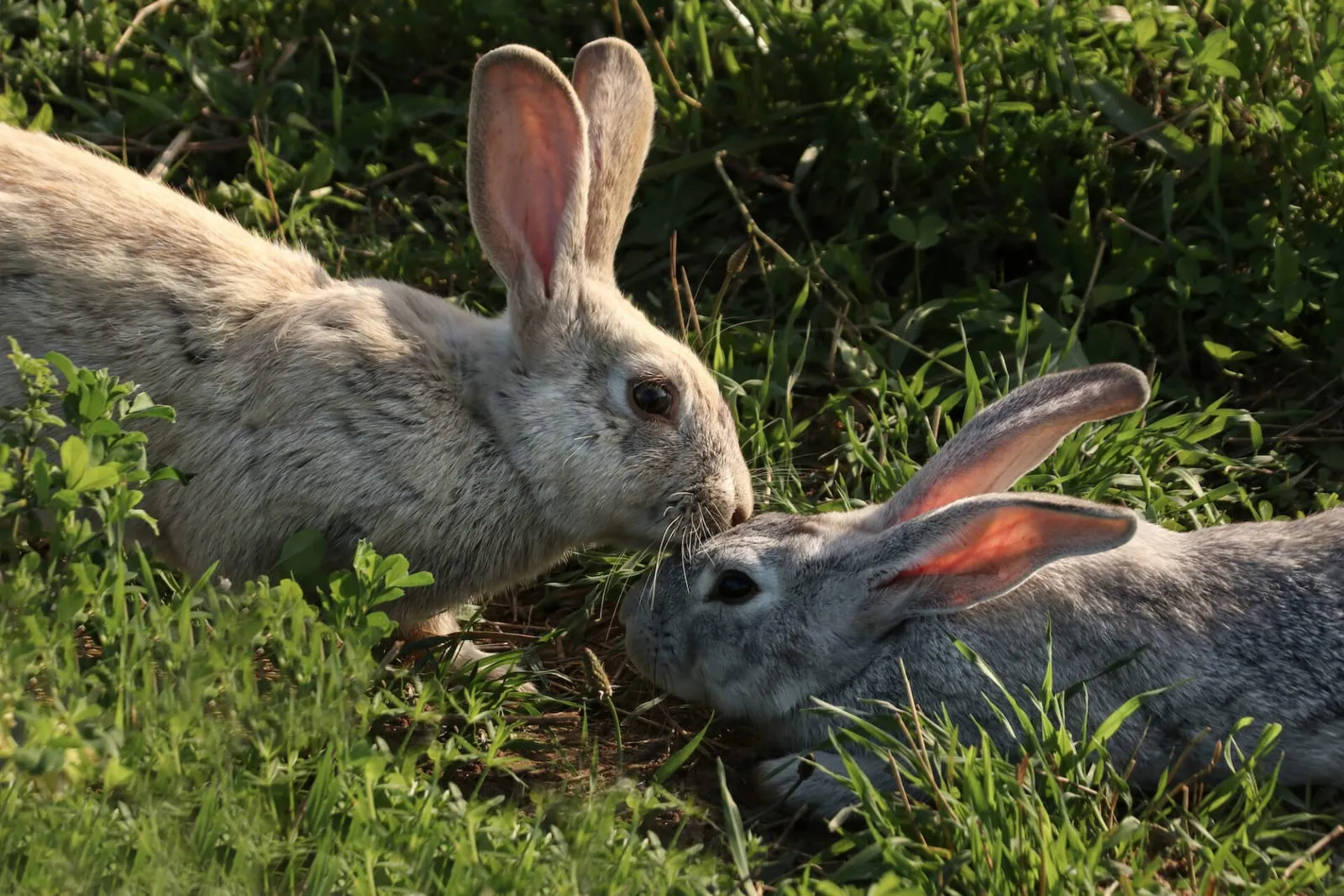 Rabbits sniffing each other