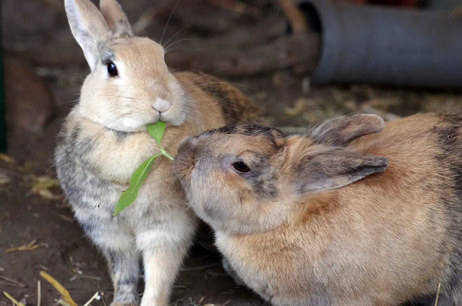 Two rabbits eating together