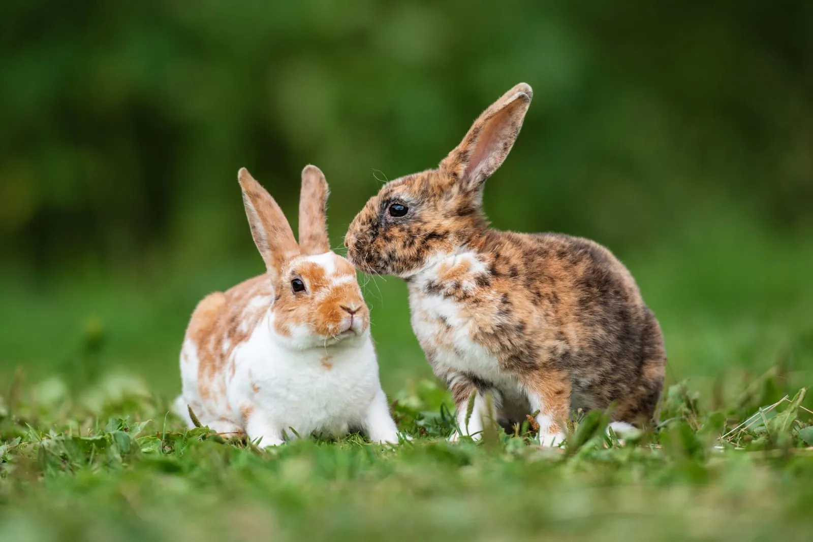 Two rabbits next to each other on a field
