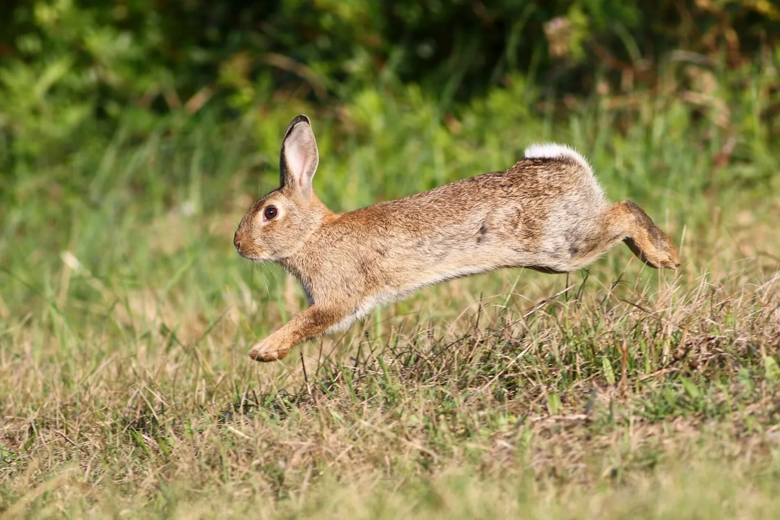 Wild rabbit jumping in a field