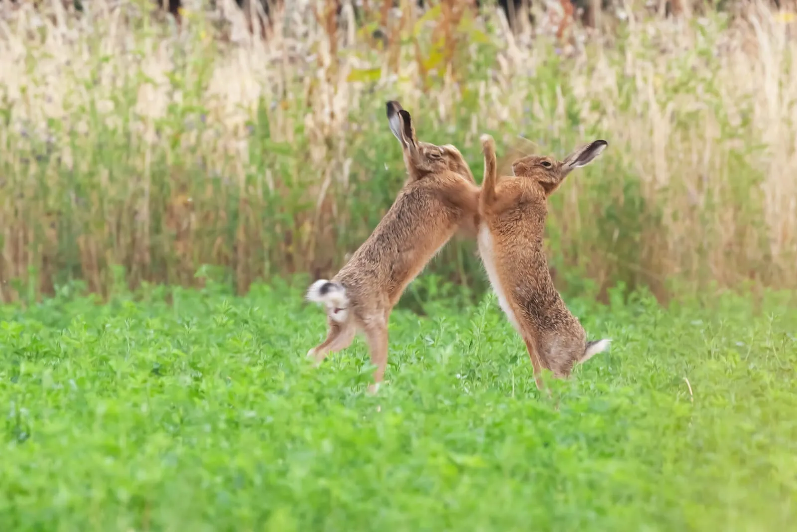 Wild rabbits fighting on a field