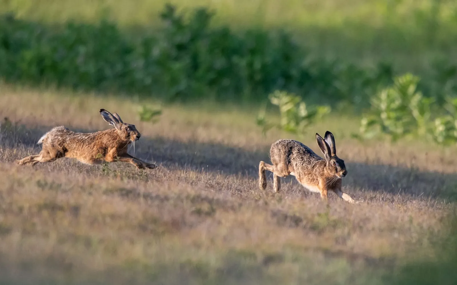 Wild rabbits running on a field