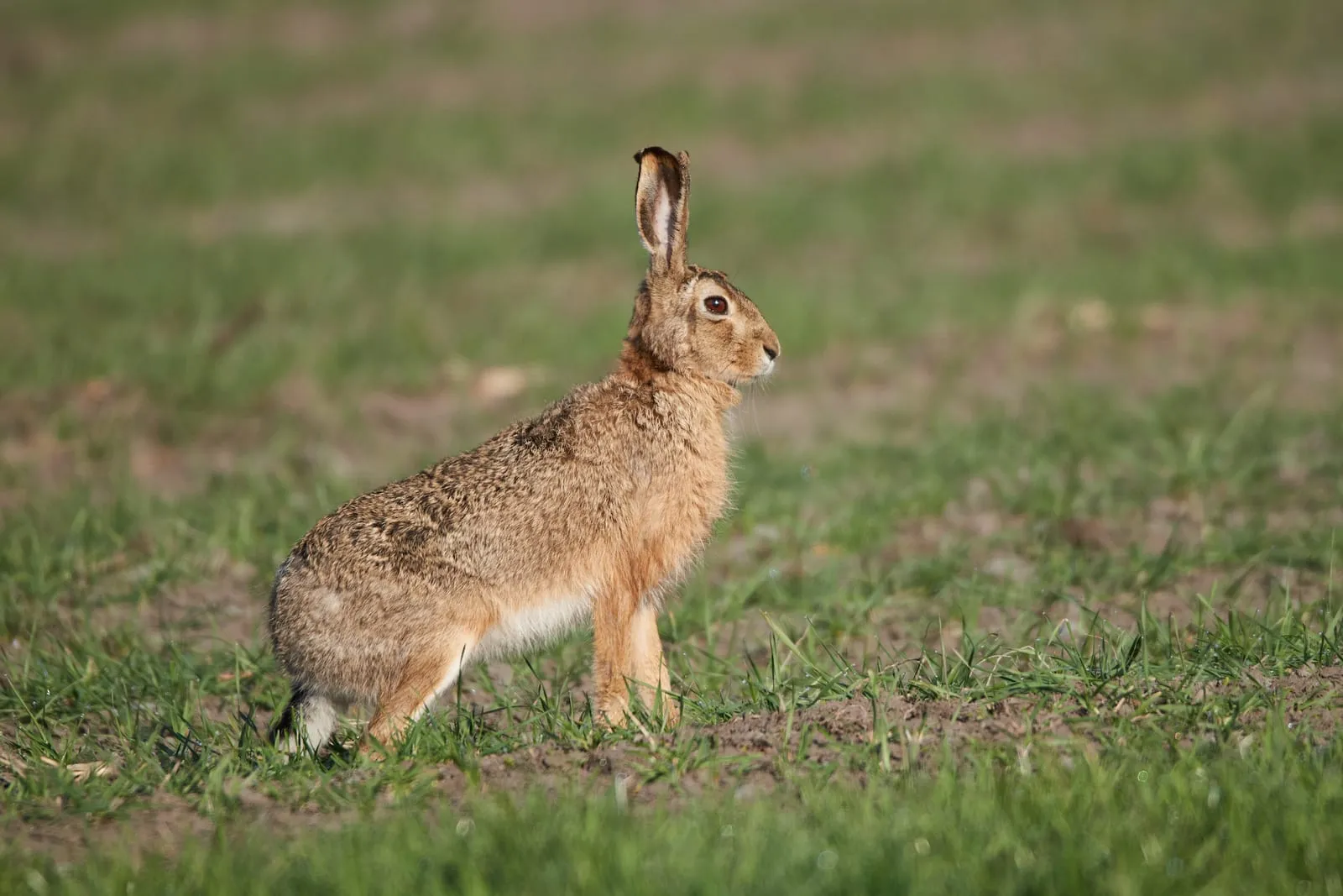 Hare getting ready to run