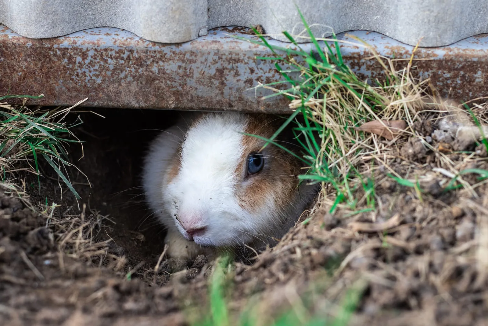 Rabbit hiding in a burrow outside