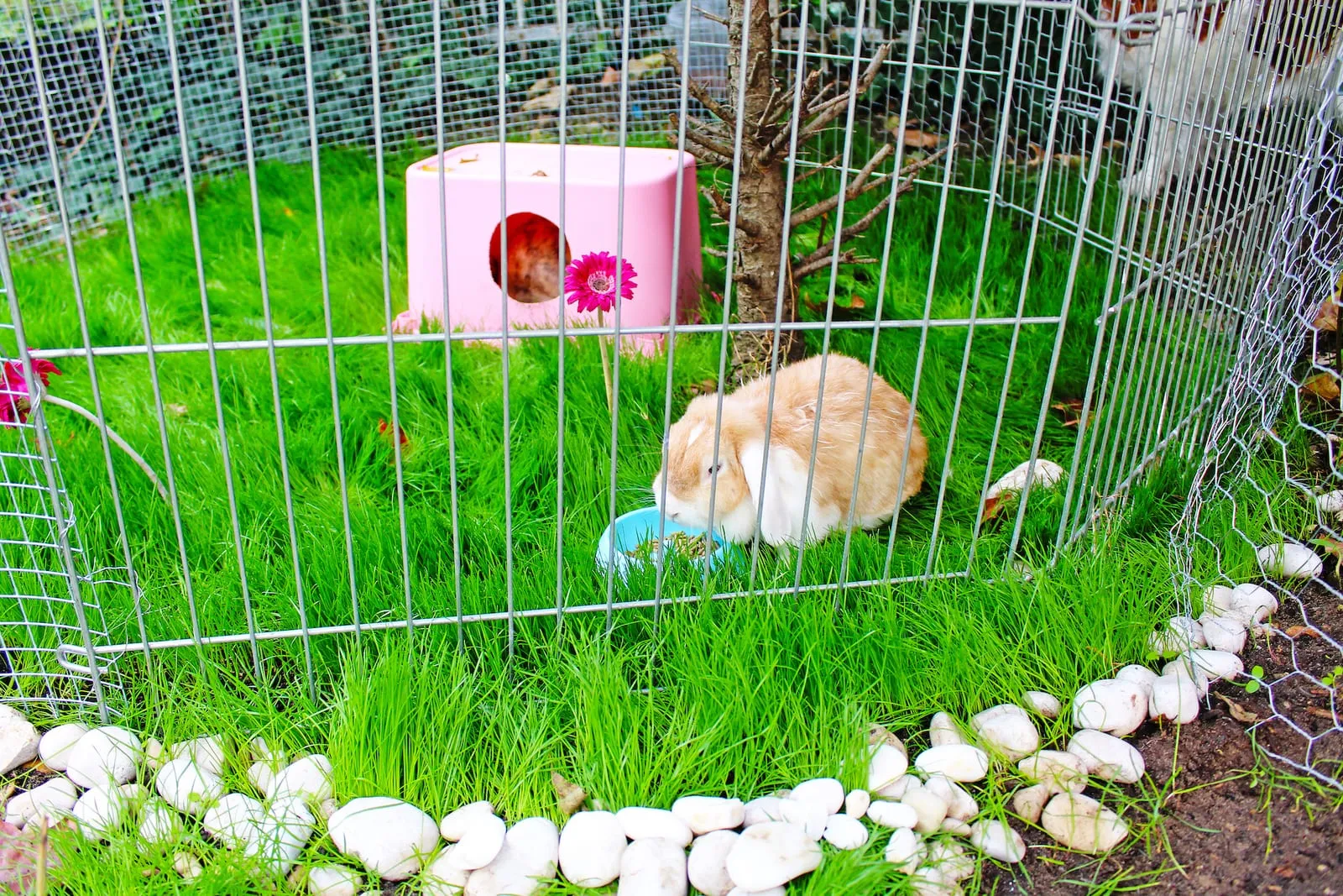 Rabbit in an outside enclosure
