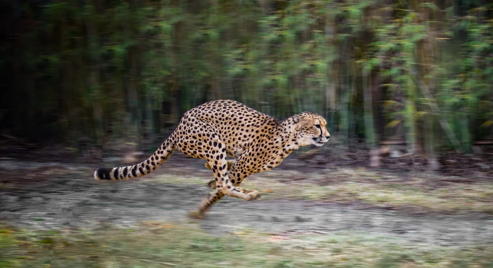 Running cheetah