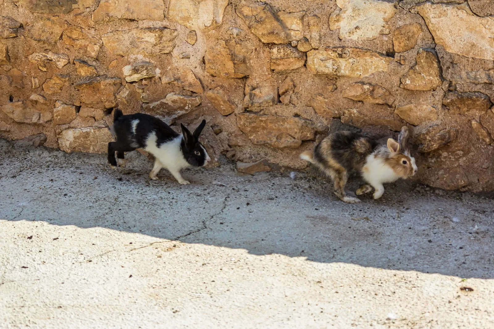Two rabbits running alongside a wall