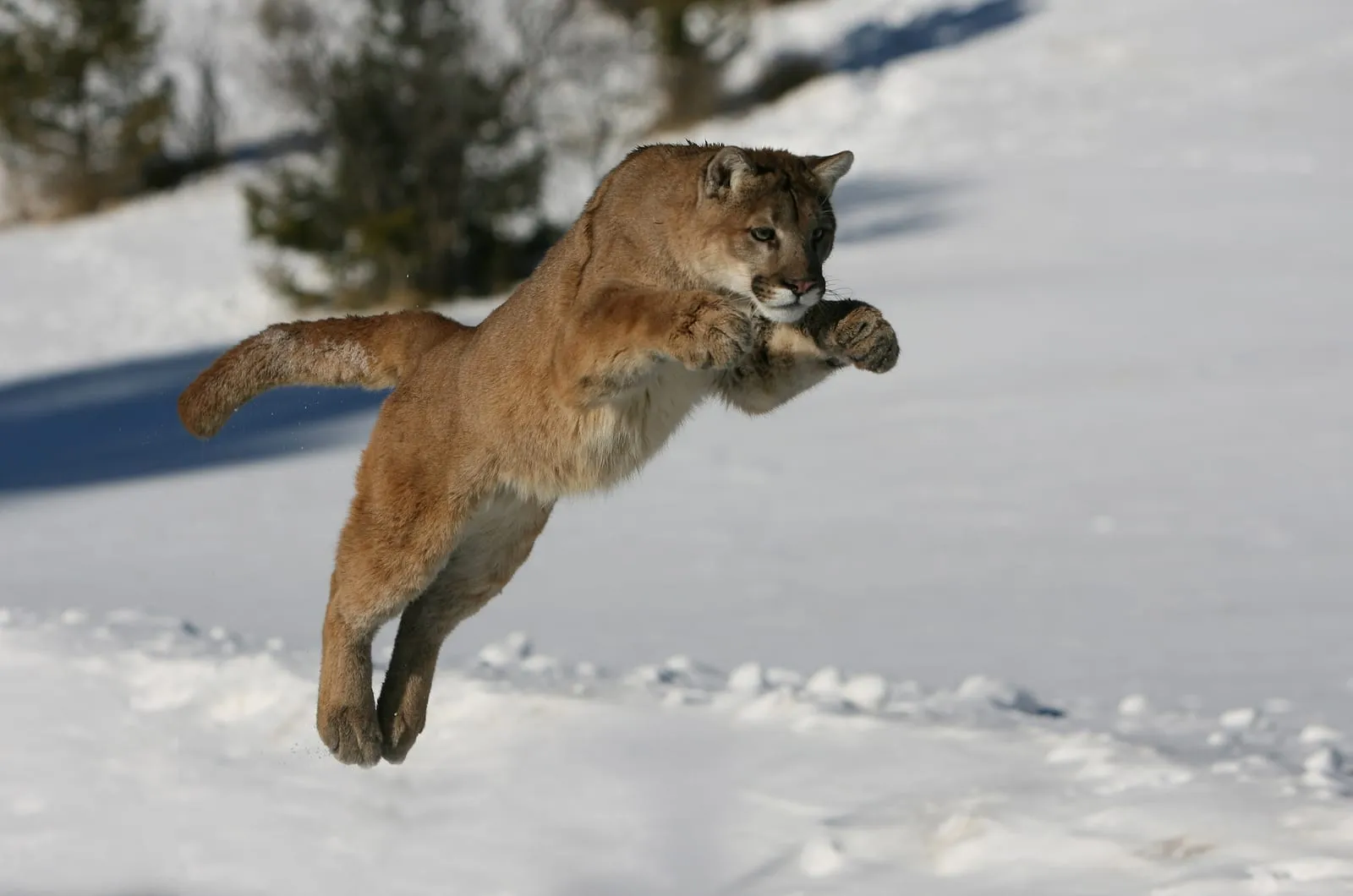 Mountain lion jumping