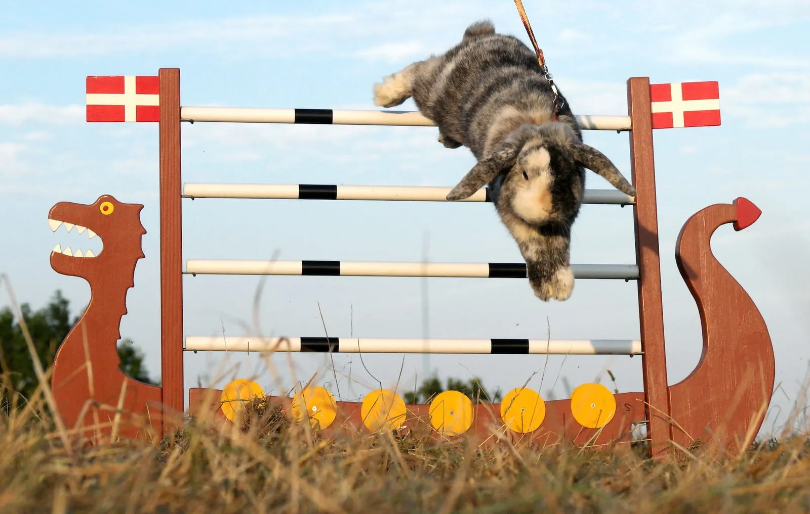 Rabbit jumping over a hurdle in a field
