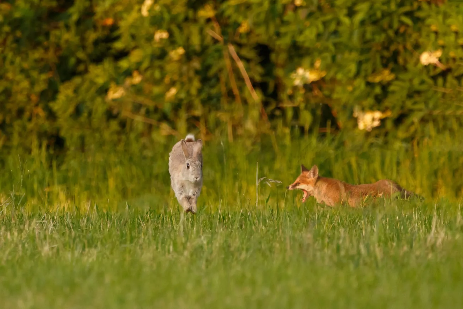 Rabbit running away from fox