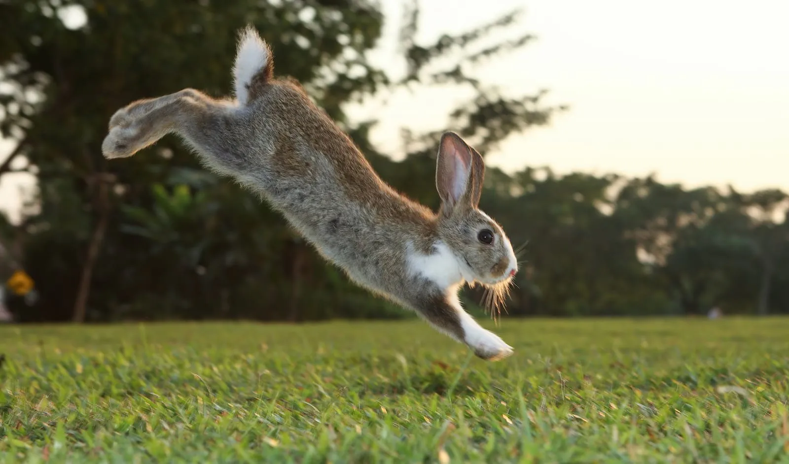 Rabbit running on a field