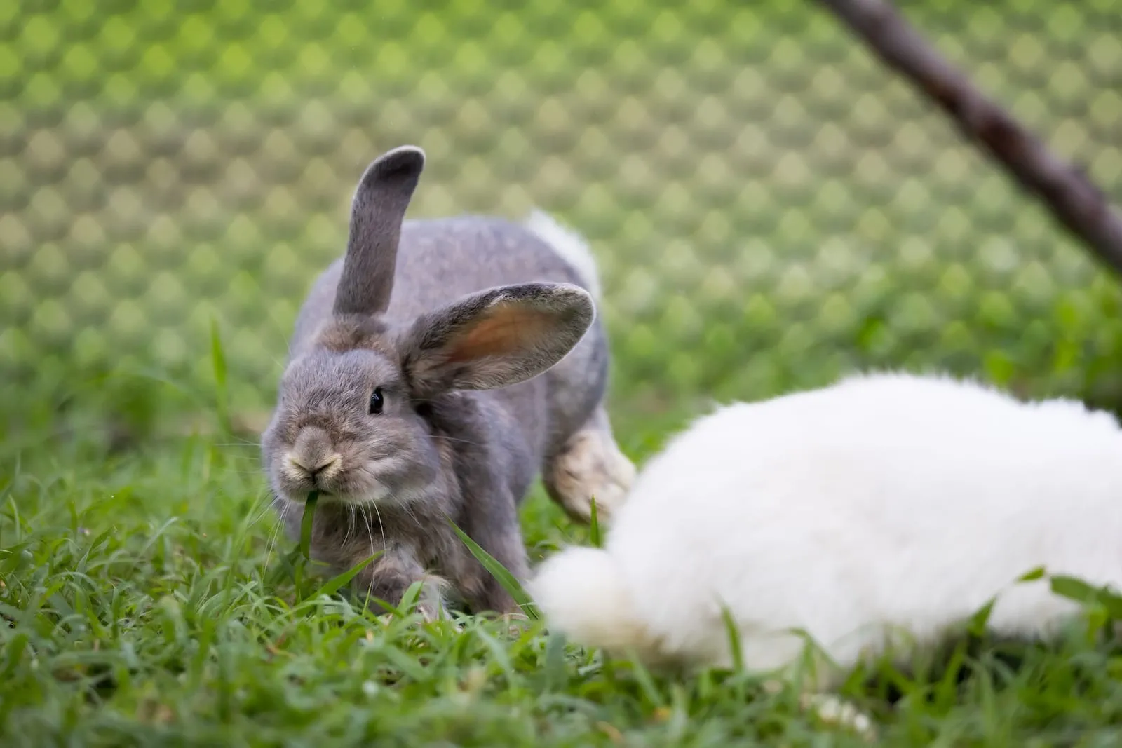 Rabbits binkying in a field