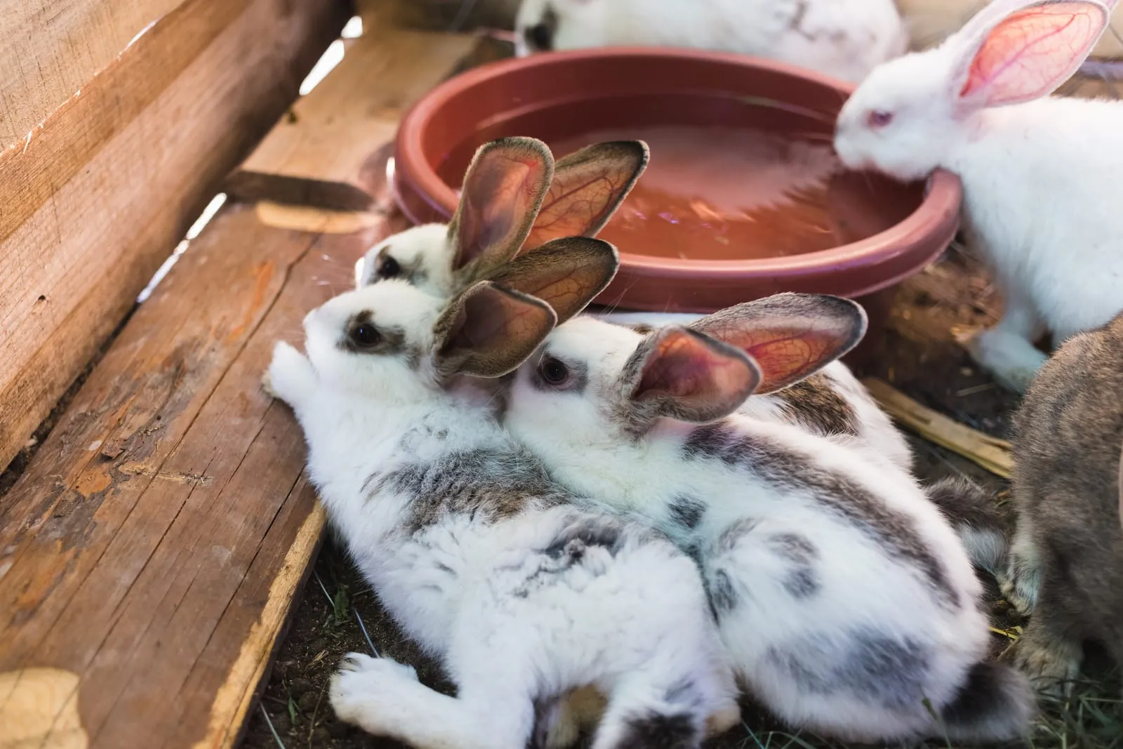 Bunch of rabbits next to water bowl