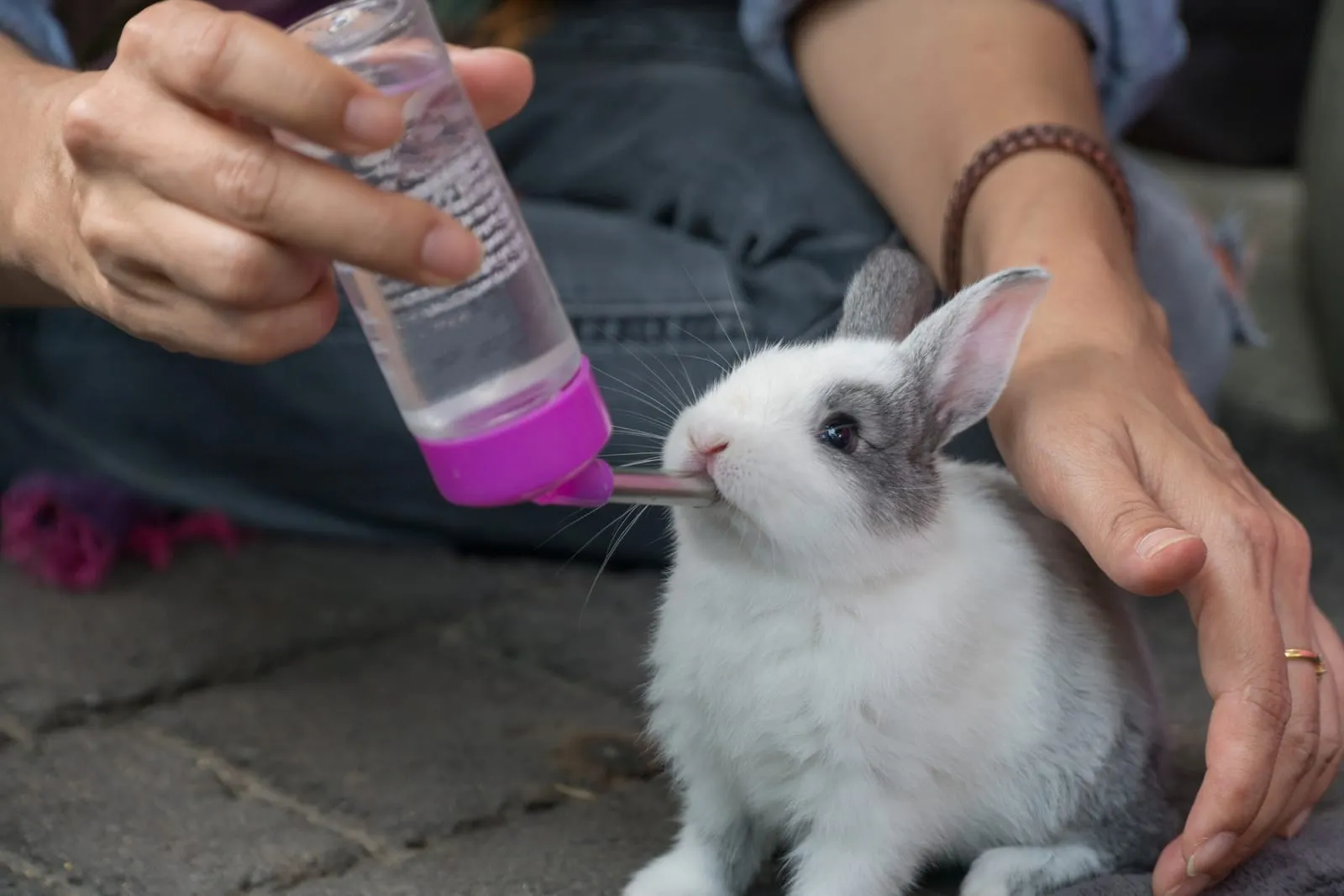 Rabbit being given water via water bottle by a person