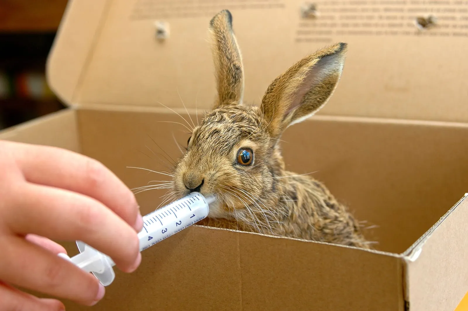 Rabbit being given water via a syringe