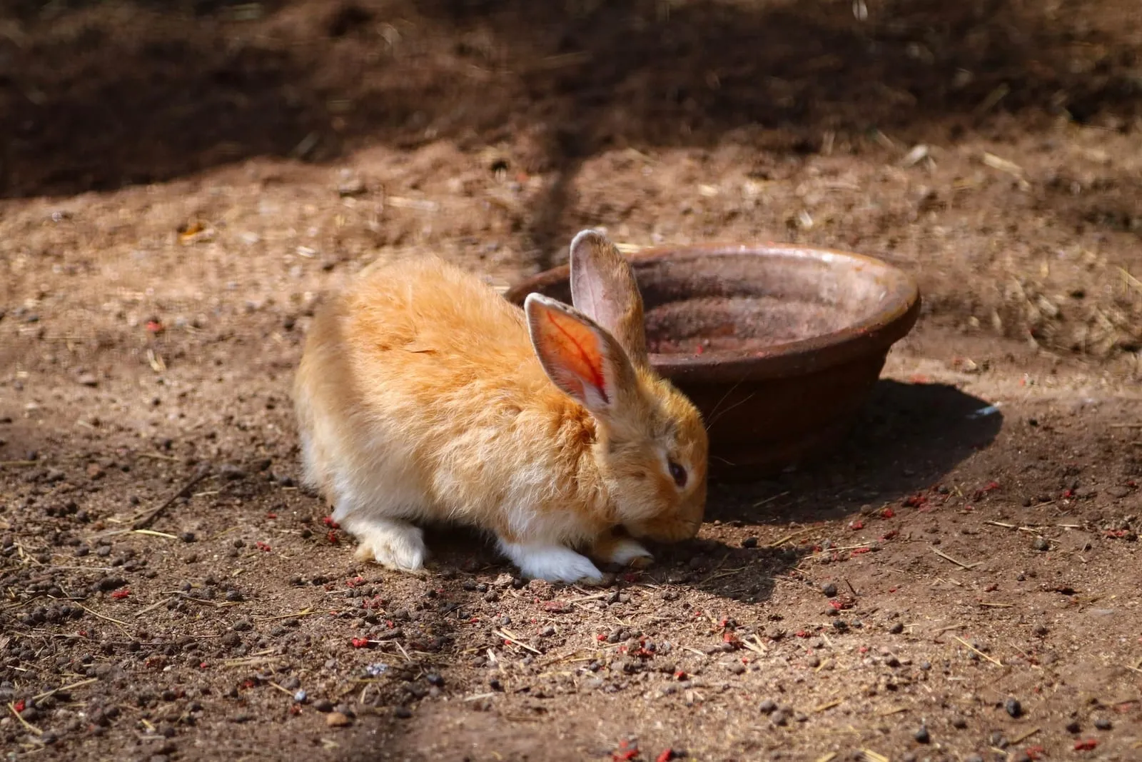 Rabbit next to an empty water bowl