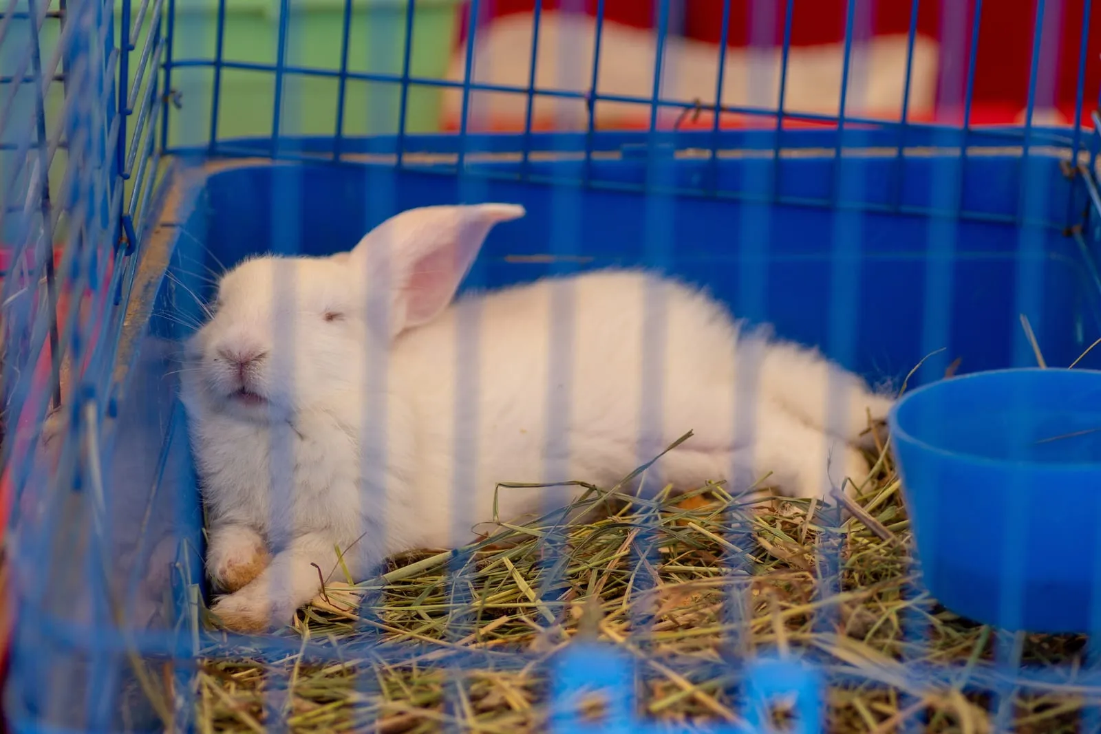 White rabbit sleeping in a cage