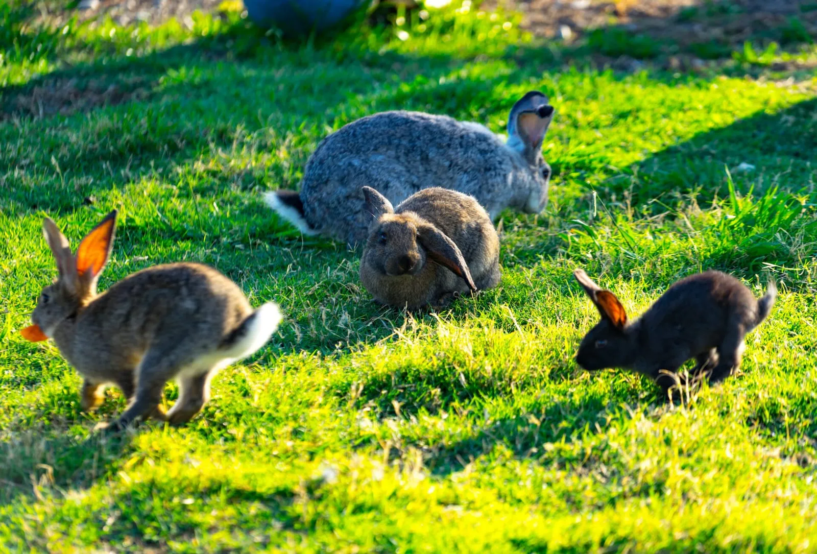 Four rabbits in a sunny field together