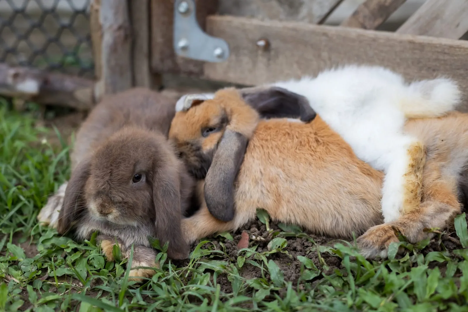 Group of rabbits sleeping on a field