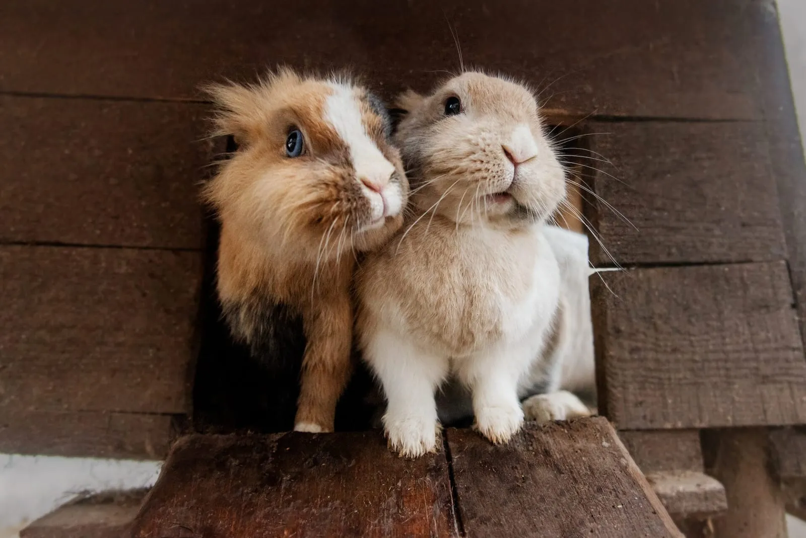 Two rabbits peeking out of a rabbit house