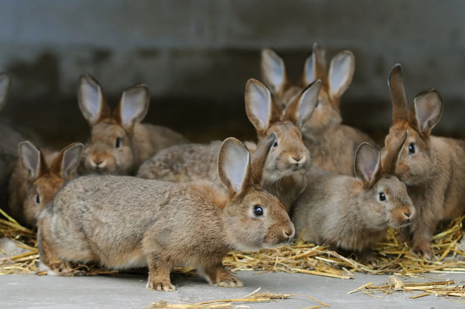 Bunch of curious rabbits