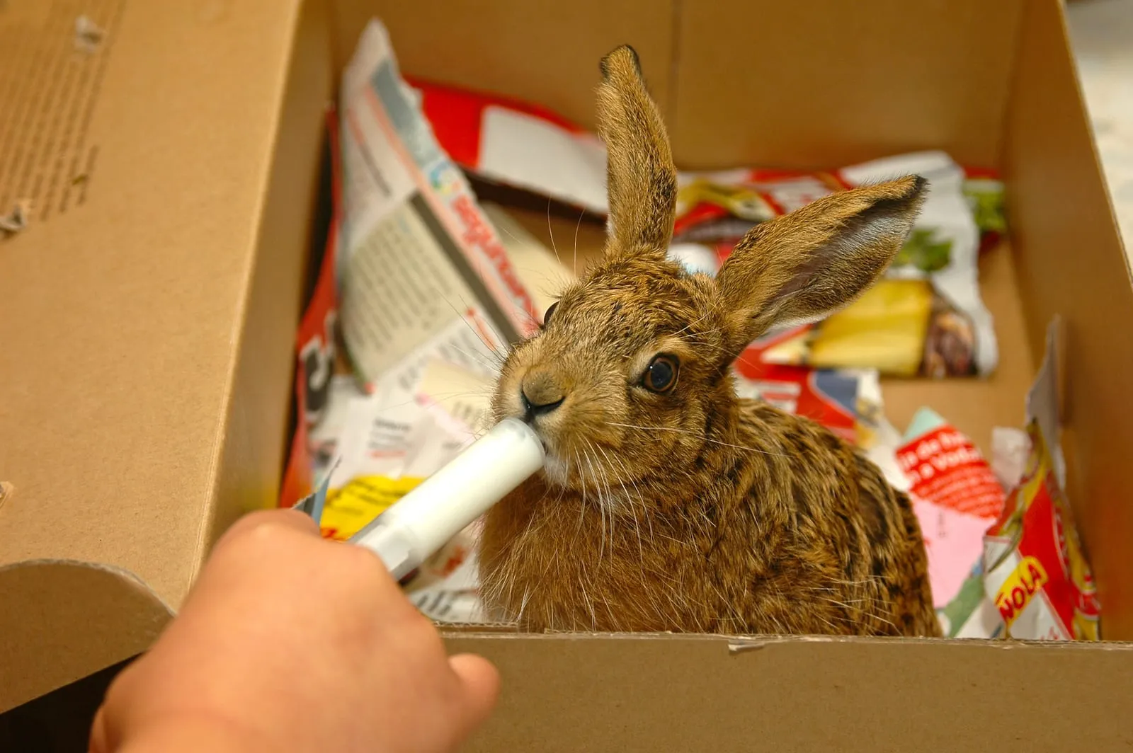 Rabbit being fed via a syringe