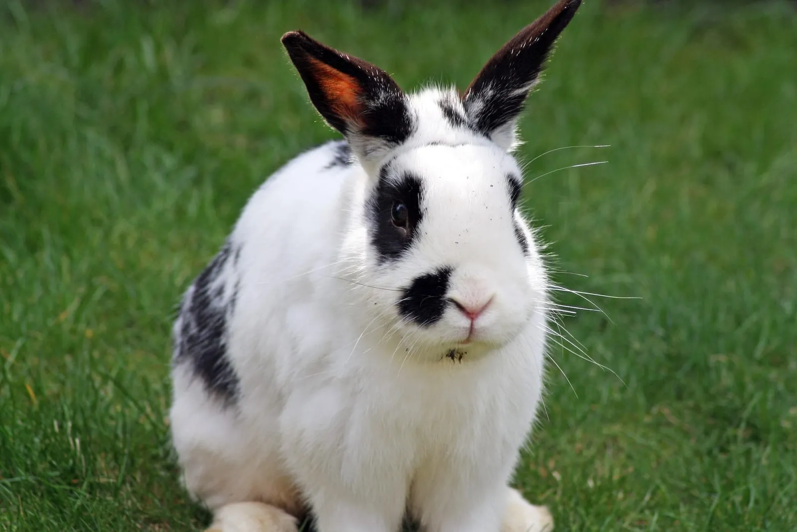 Rabbit sitting on grass