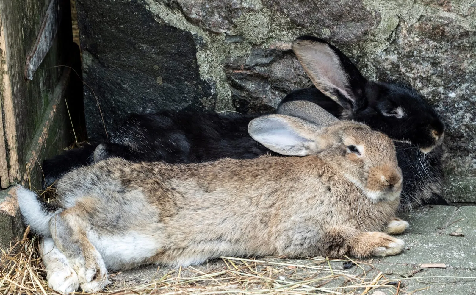 Two rabbits sleeping in a barn