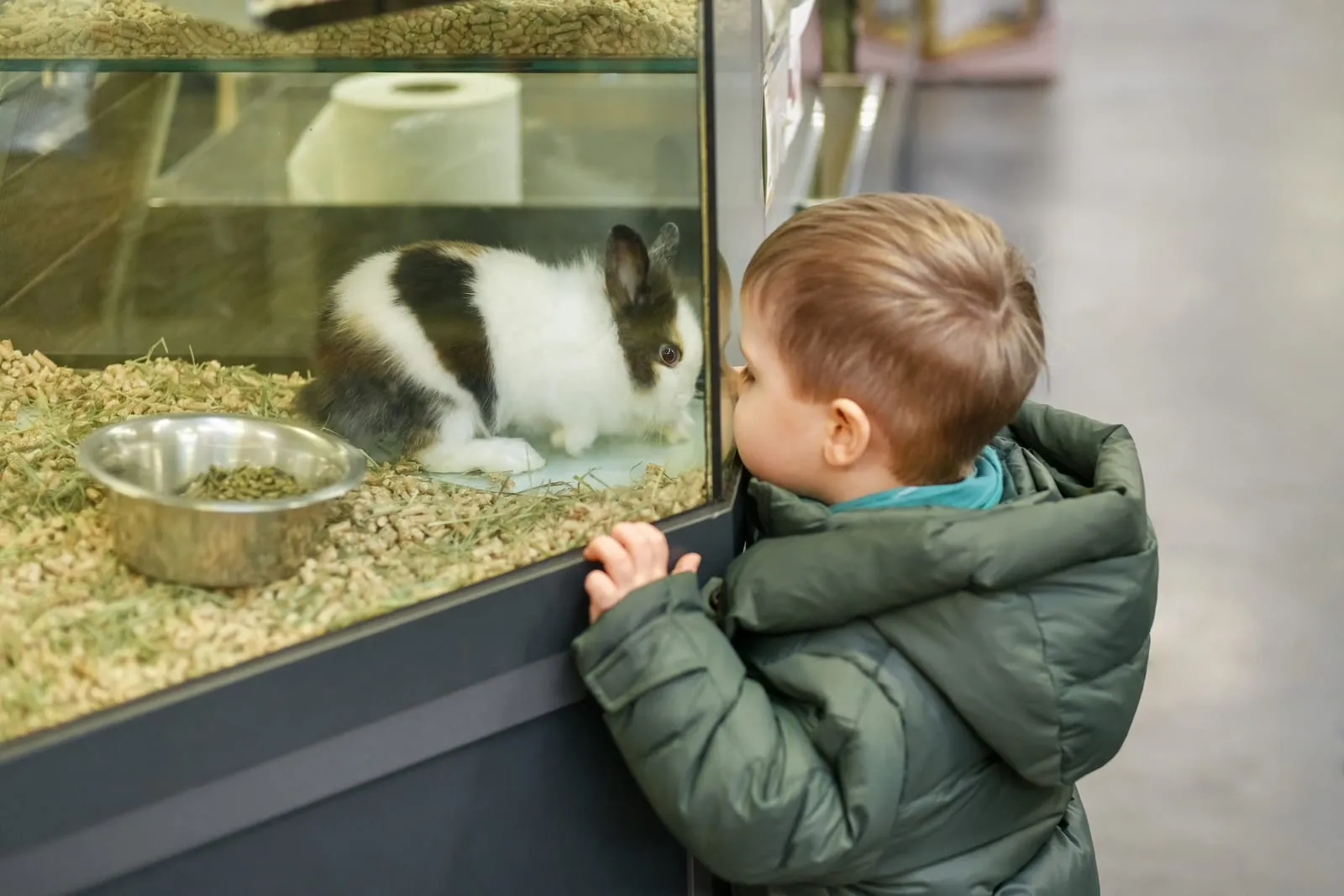 Child looking at rabbit in a pet shop