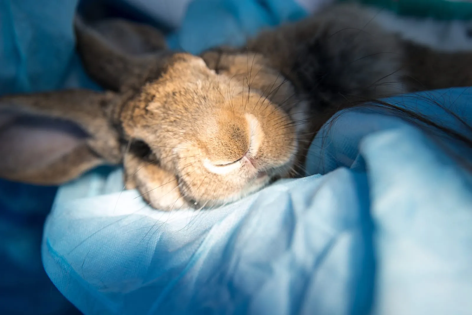 Rabbit being prepared for surgery
