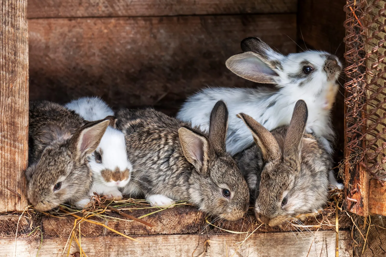 Rabbit in a hutch with baby rabbits