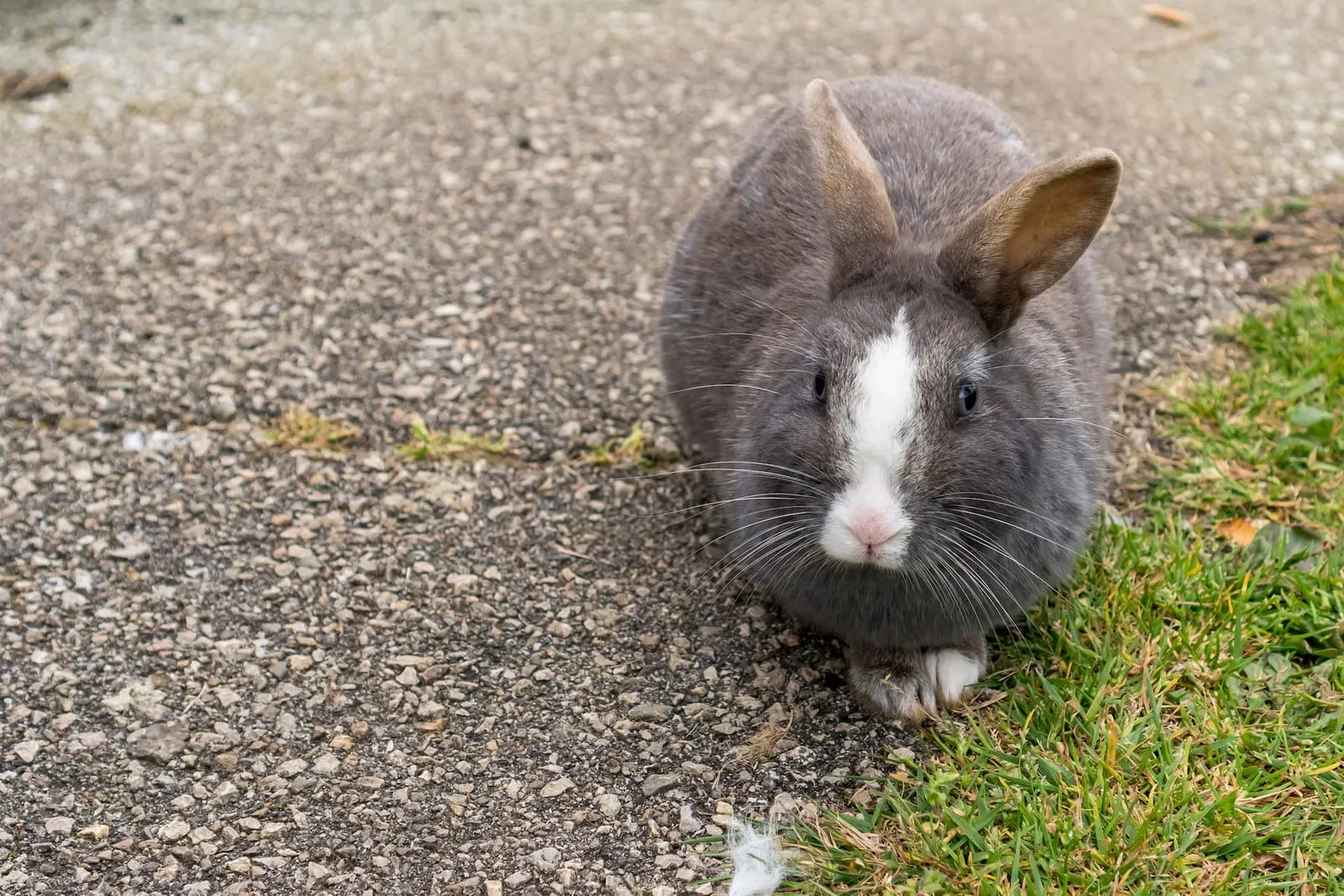 Wild rabbit looking sad on a sidewalk