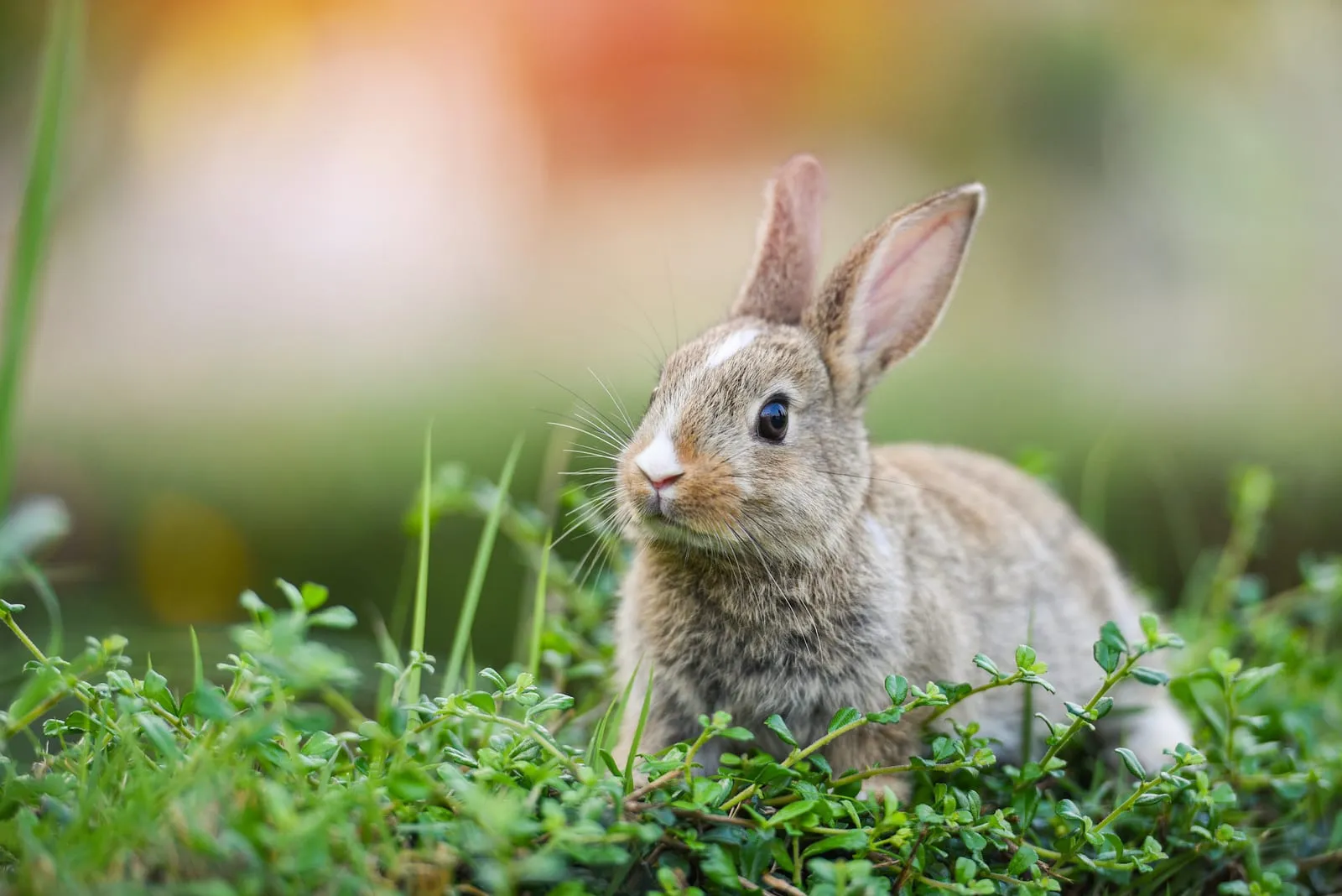 Healthy rabbit sitting on grass