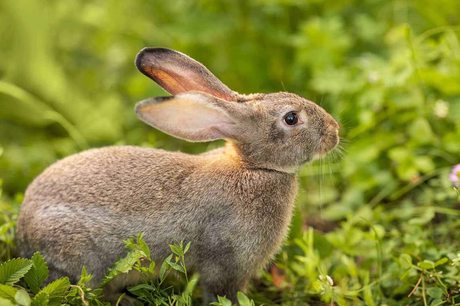 Rabbit on grass