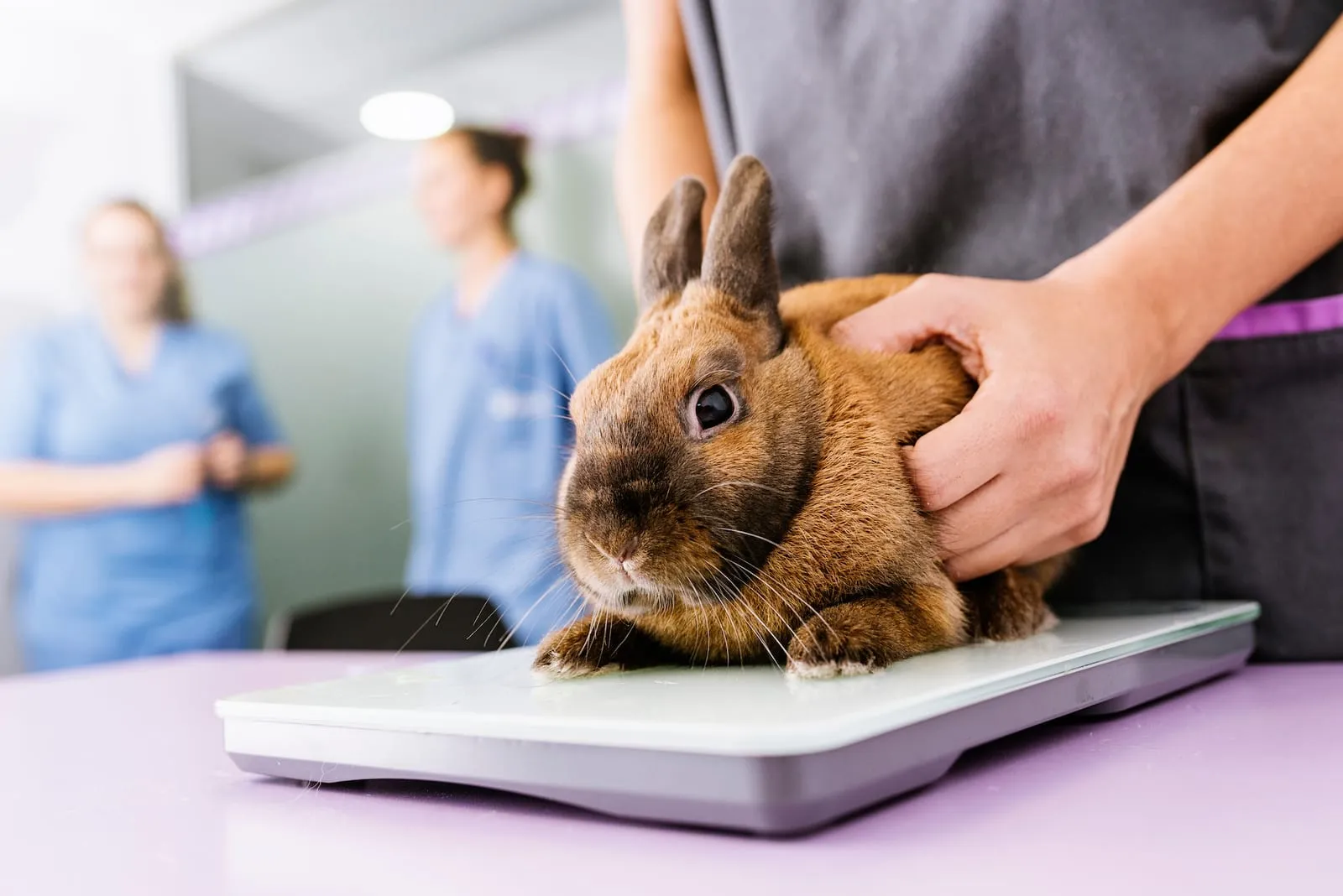 Rabbit on scales at the vets