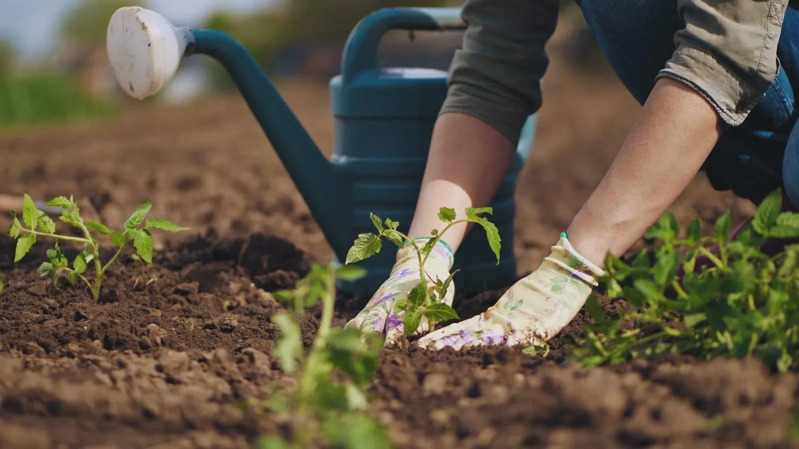 Gardener planting things in garden