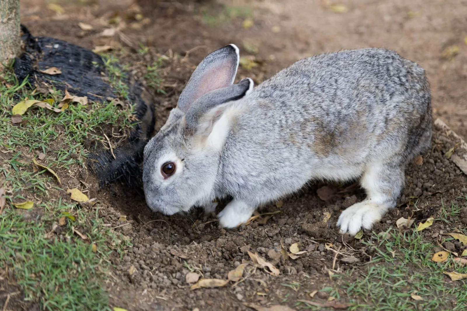 Rabbit digging a hole