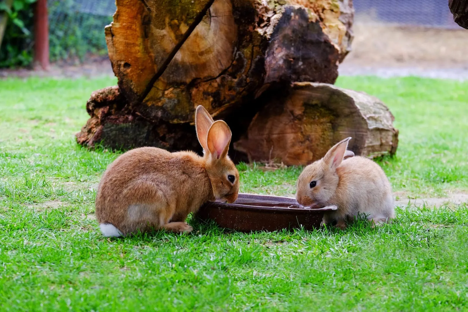 Two rabbits drinking water in a garden