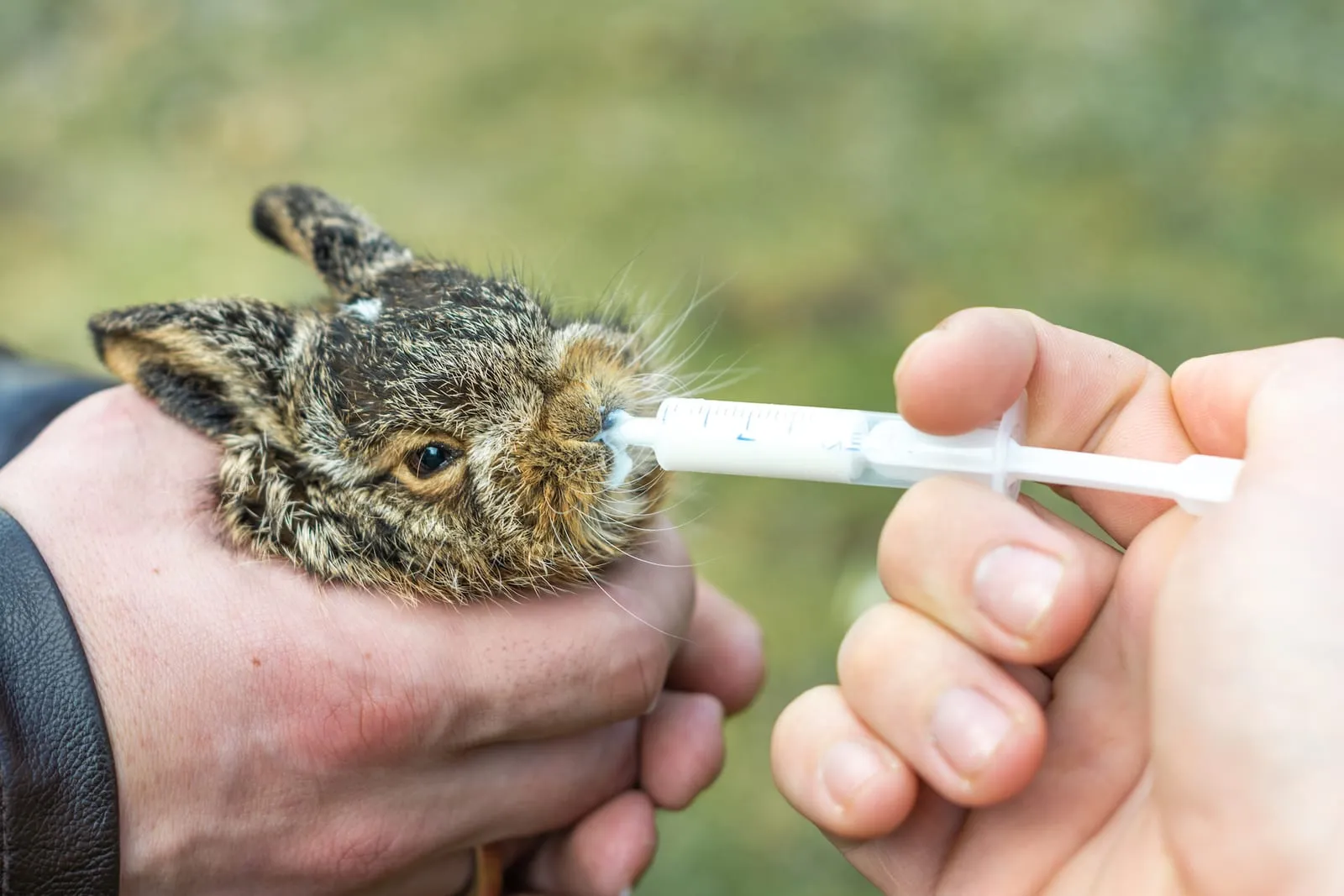 Baby rabbit being fed milk from syringe