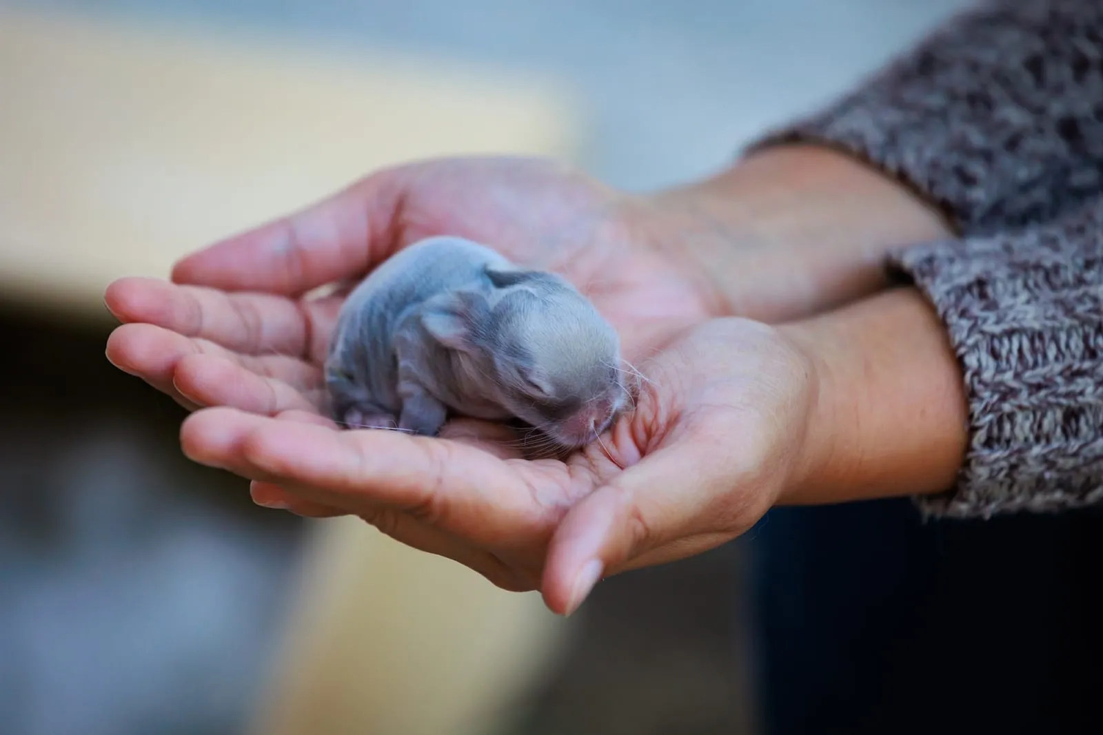 Newborn baby rabbit in hands