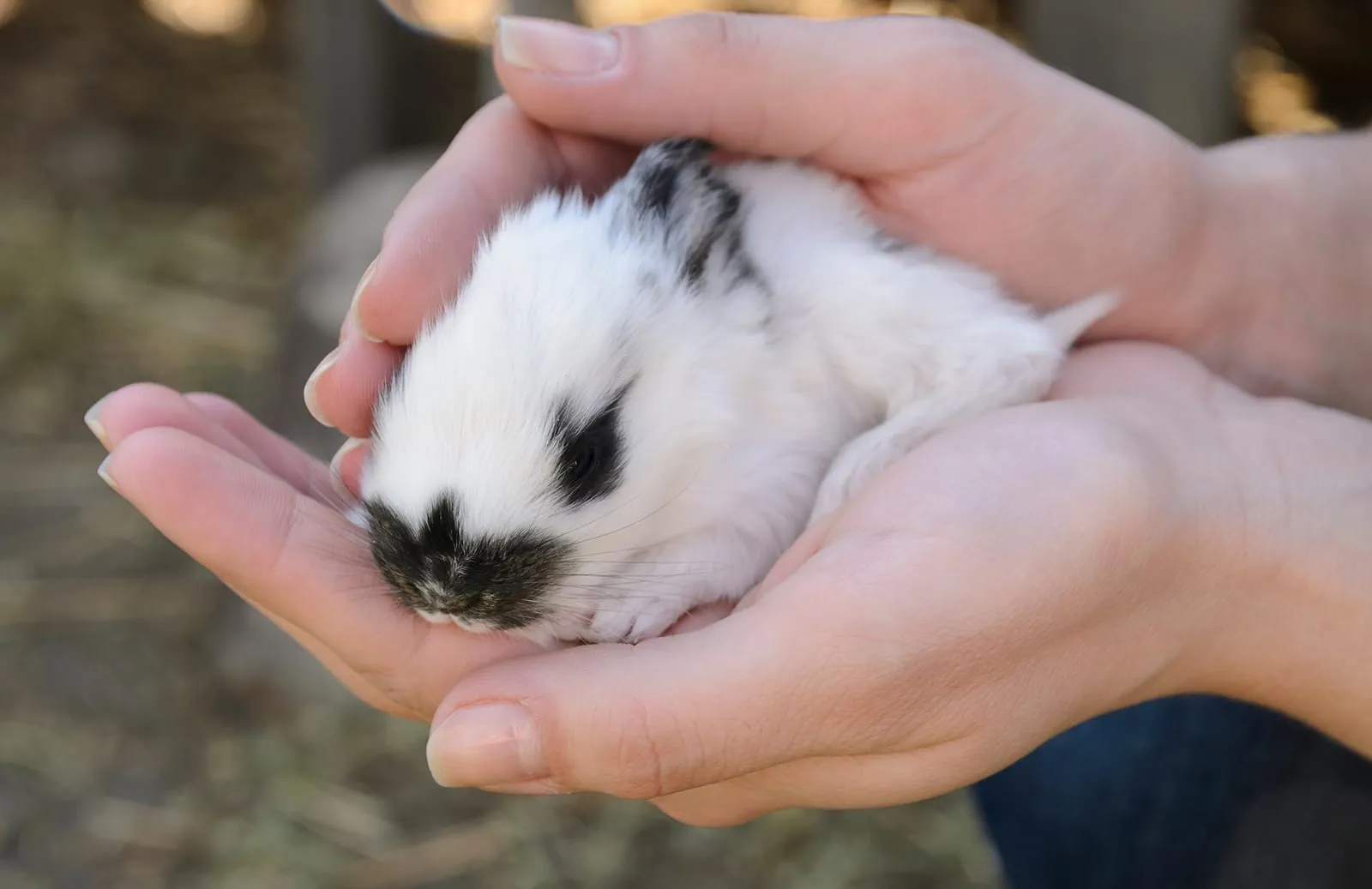 Person holding baby rabbit in their hand