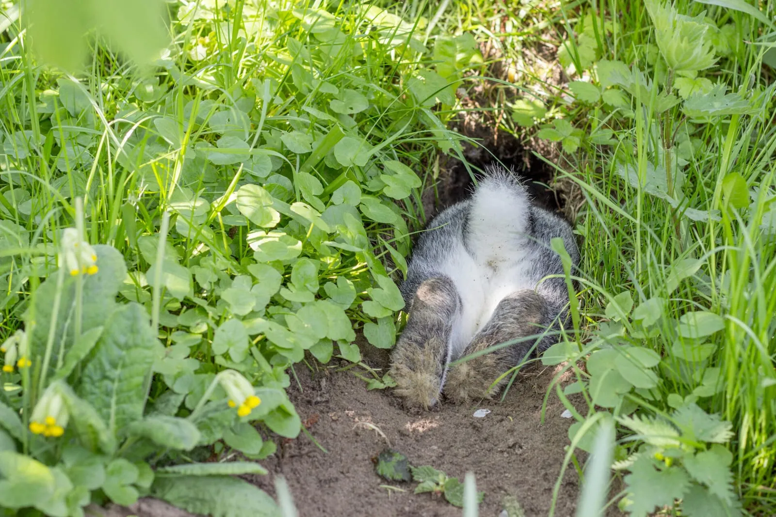 Rabbit going into a warren