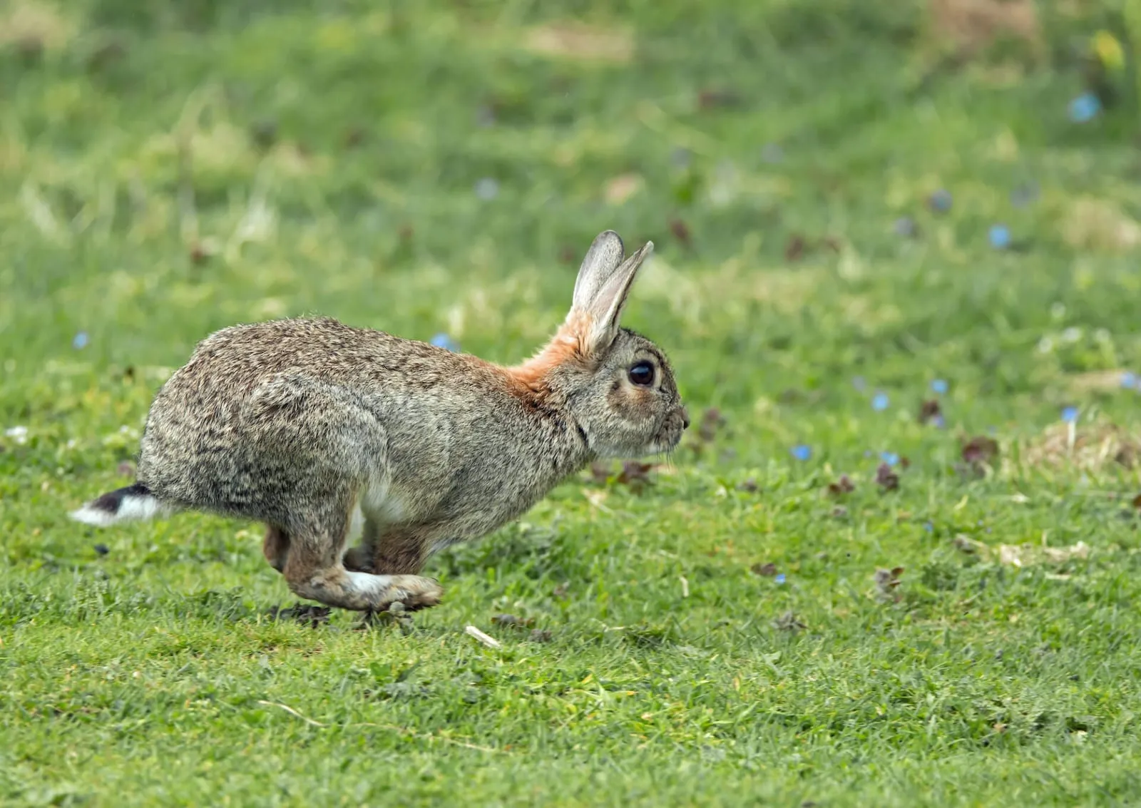 Rabbit running on a field