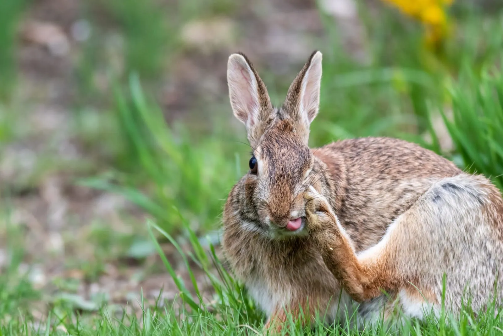Rabbit scratching face with its foot