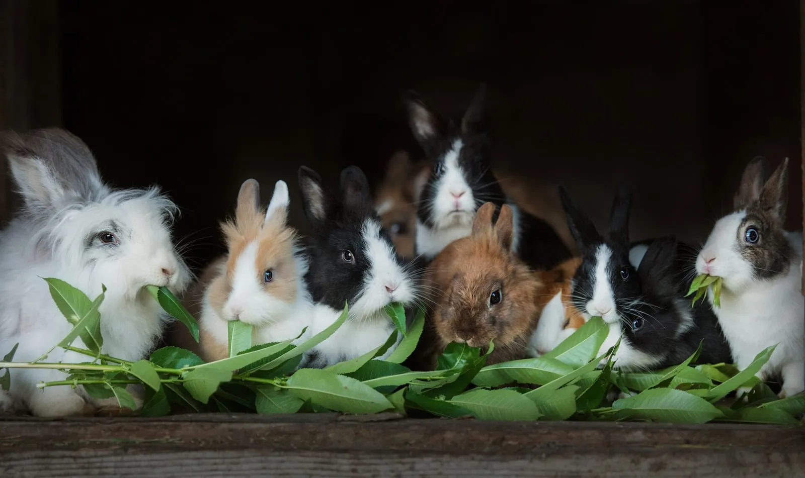 Bunch of rabbits eating leaves