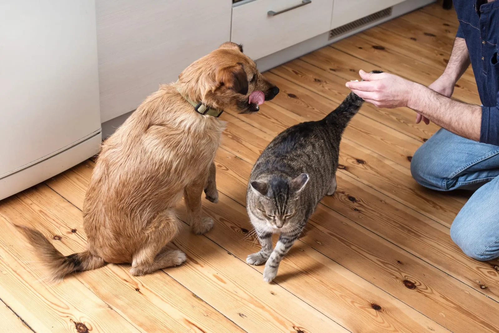 Cat and dog eating food