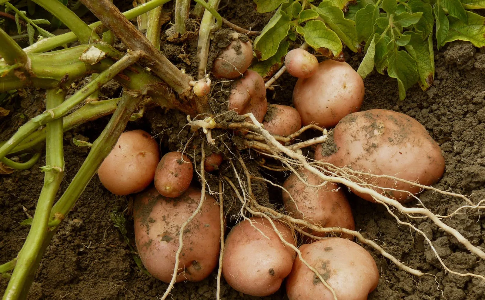 Potato plant
