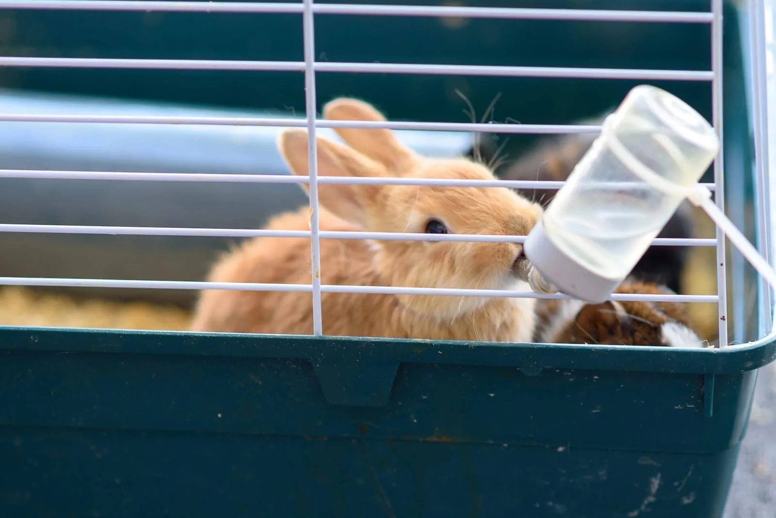 Rabbit drinking from a bottle