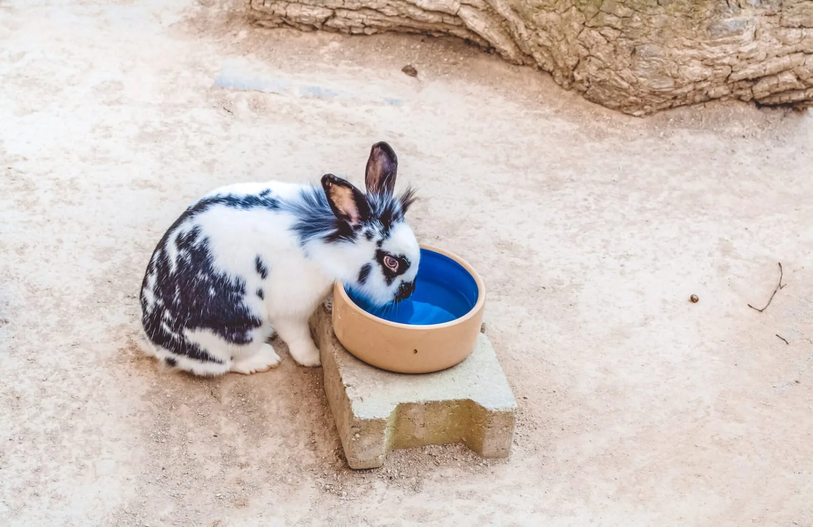 Rabbit drinking from a bowl