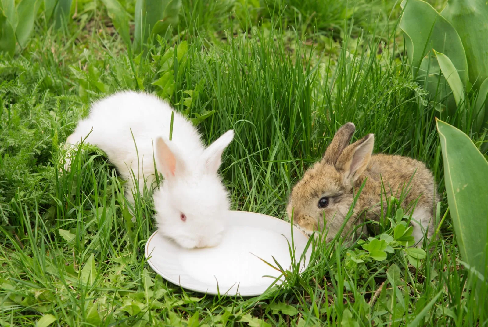 Rabbit drinking milk from saucer